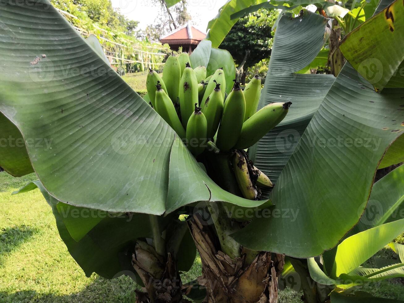 A bunch of bananas growing on a tree photo