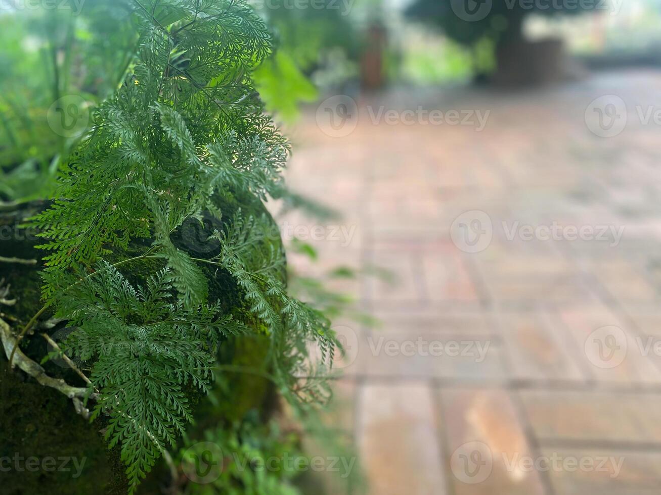 A plant growing in a pot on a brick walkway photo