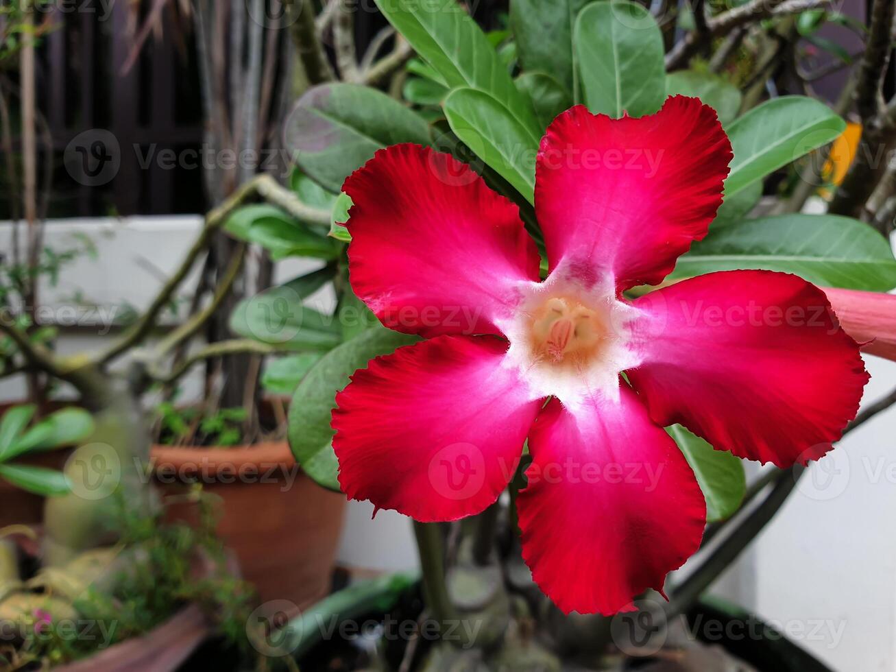 A red flower in a pot photo