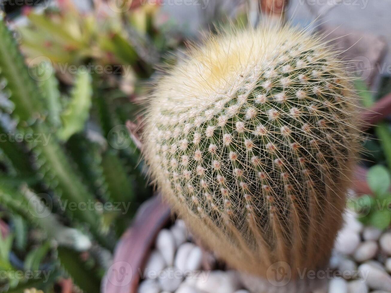 A cactus plant in a pot with rocks and gravel photo