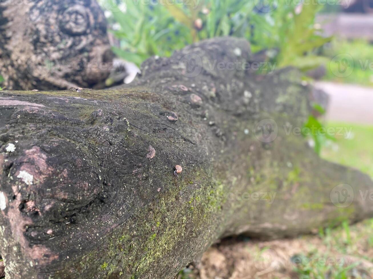 A close up of a tree trunk with moss growing on it photo