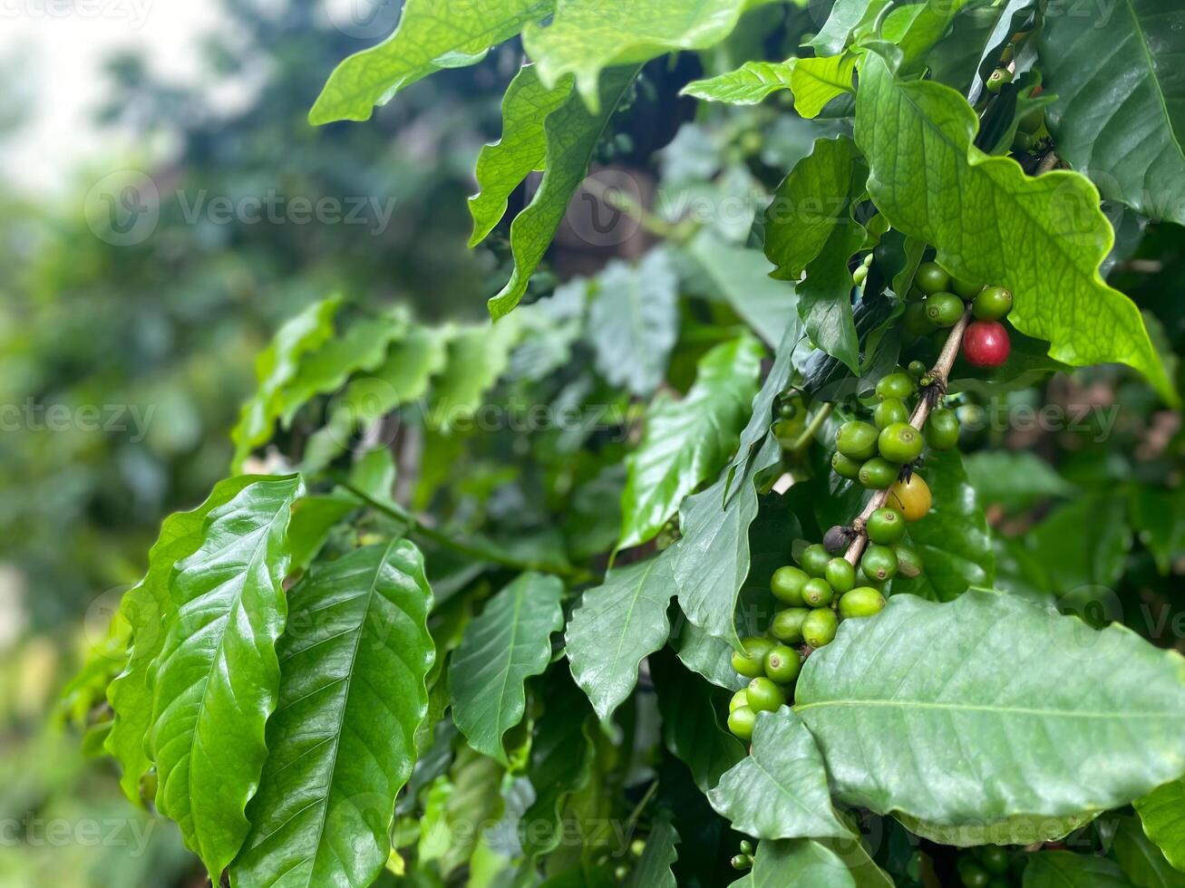 Coffee beans on a tree photo
