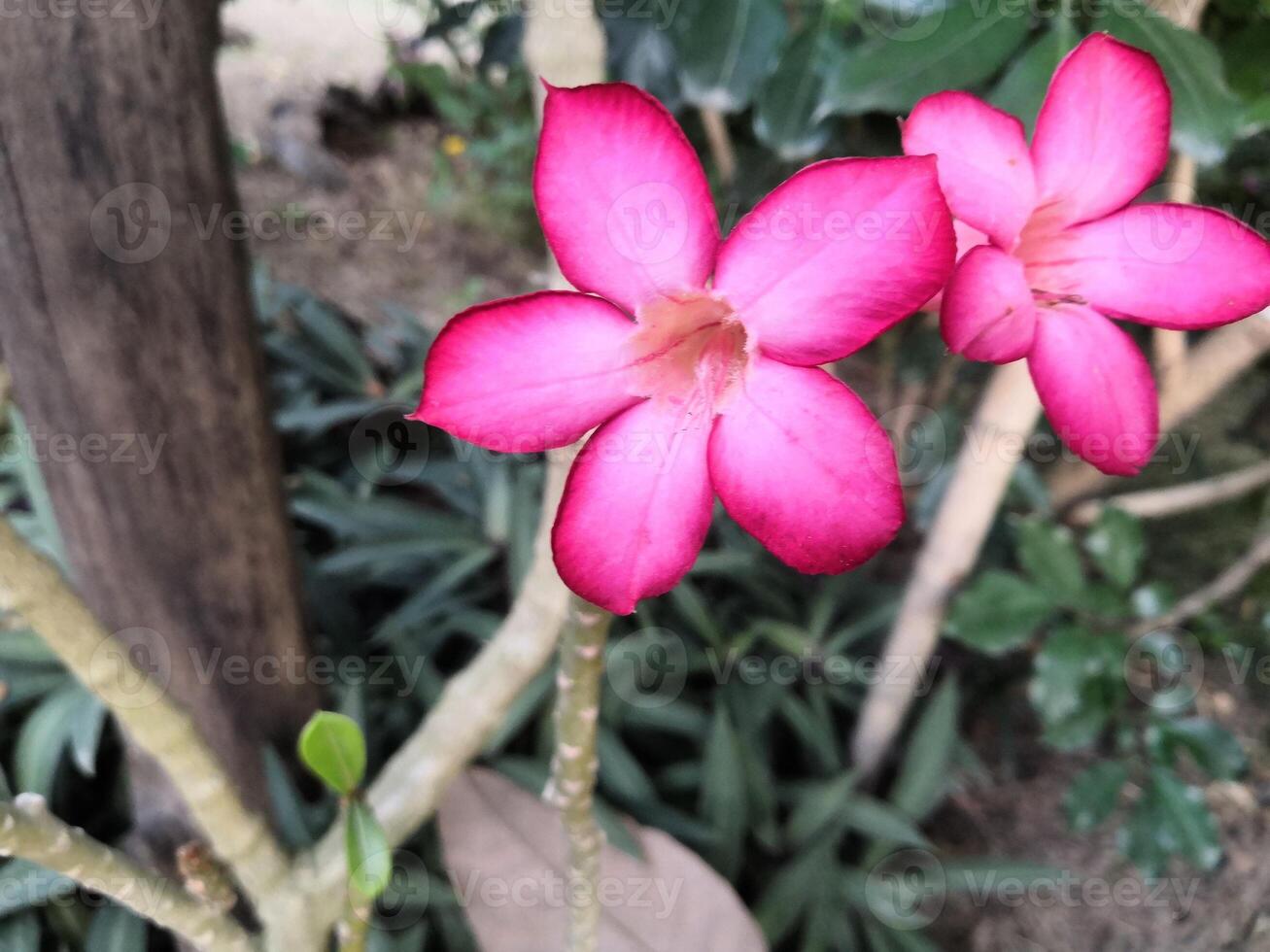 Two pink flowers are growing on a plant photo