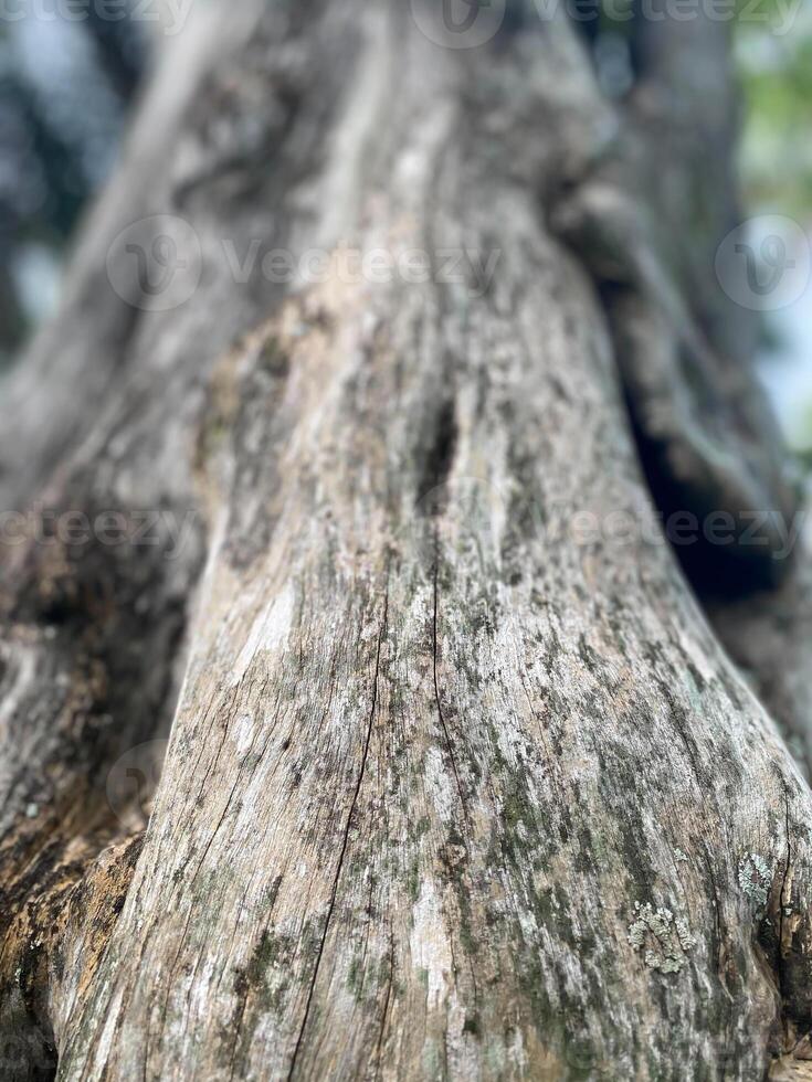 A close up of a tree trunk with a bird on it photo