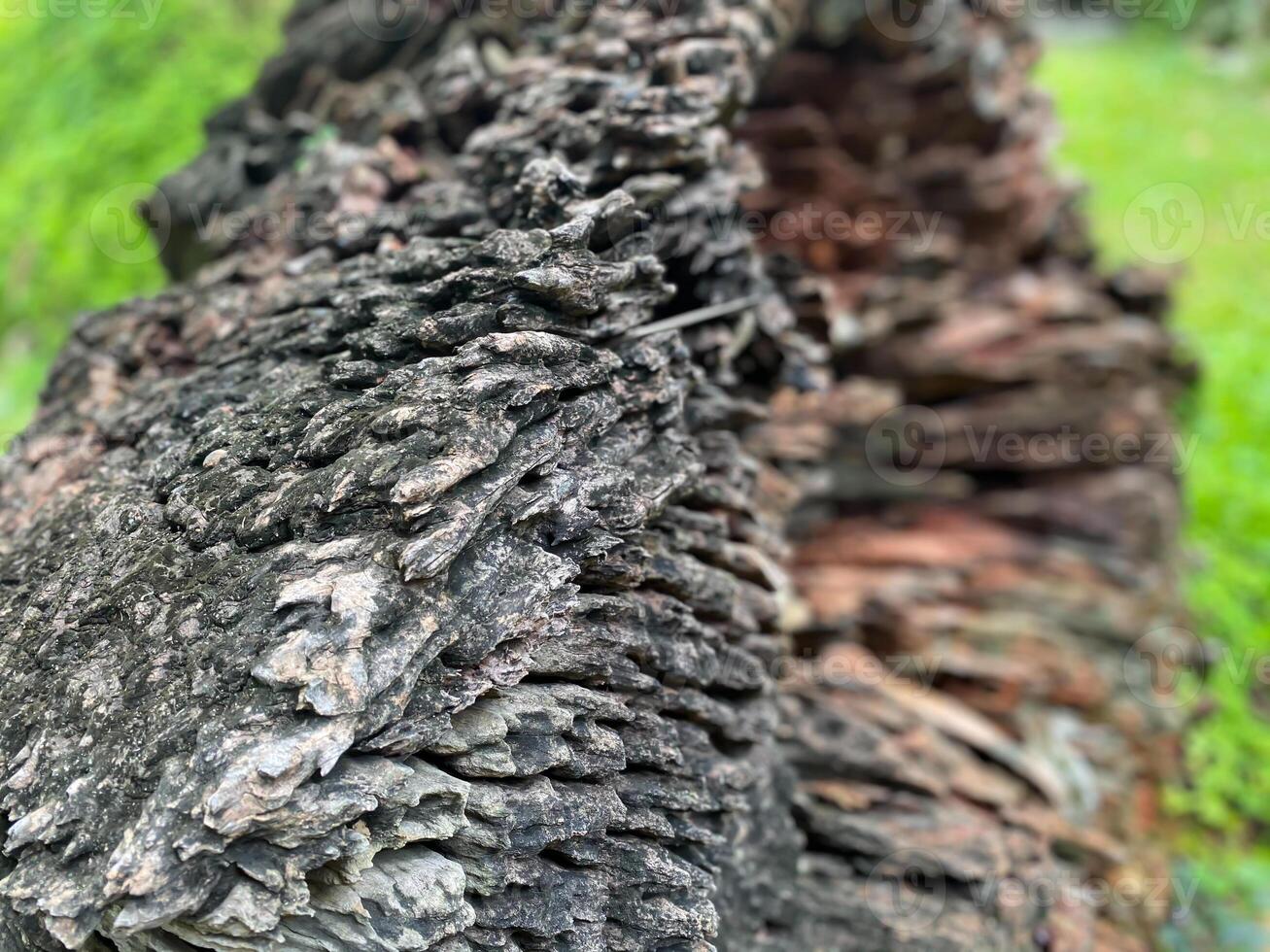 A close up of a tree trunk with a green background photo