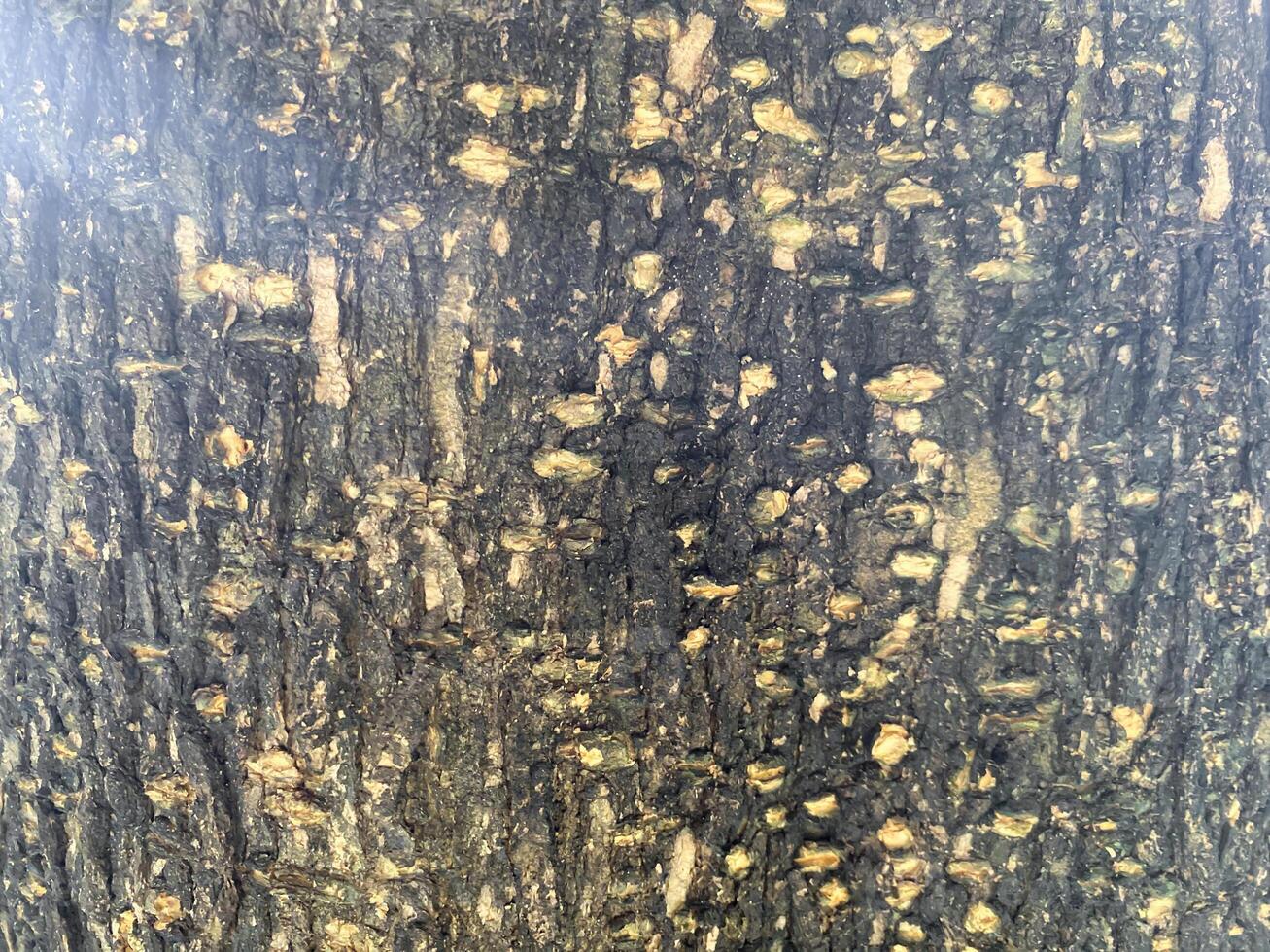 A close up of a tree trunk with a lot of holes photo