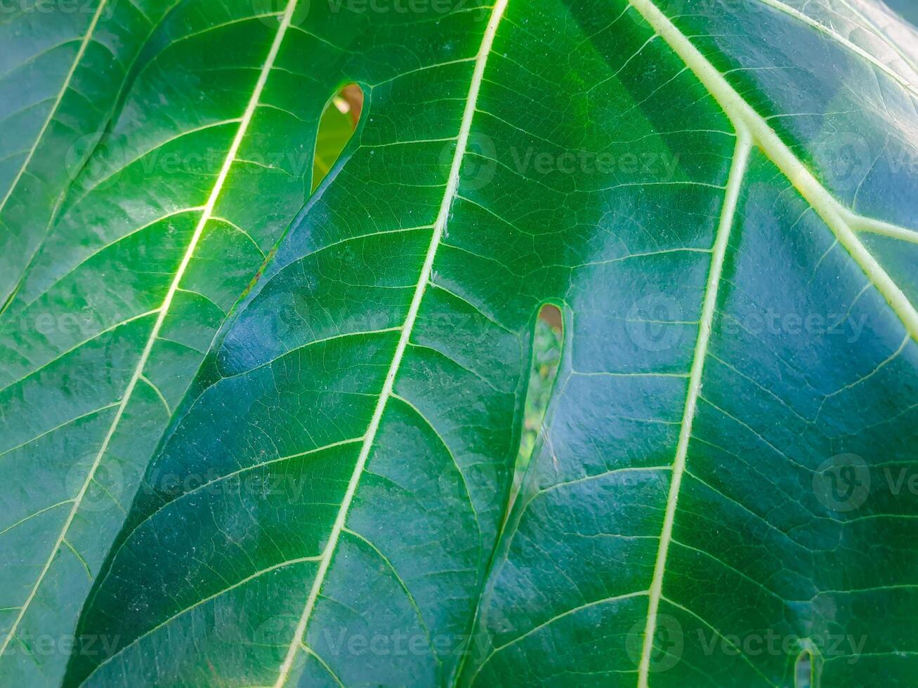 A close up of a green leaf with many leaves photo