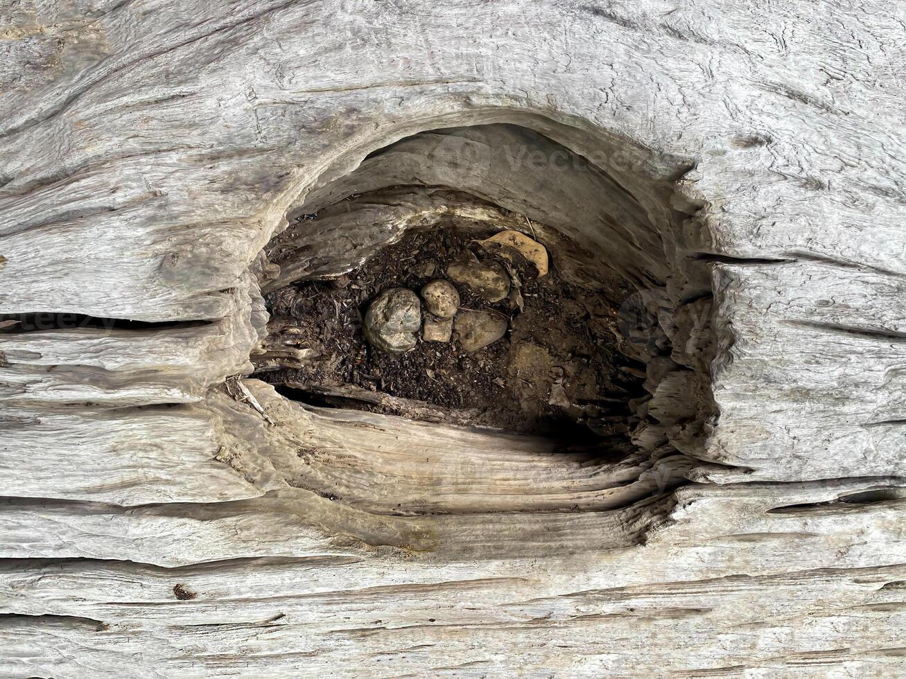A bird's nest in a tree photo