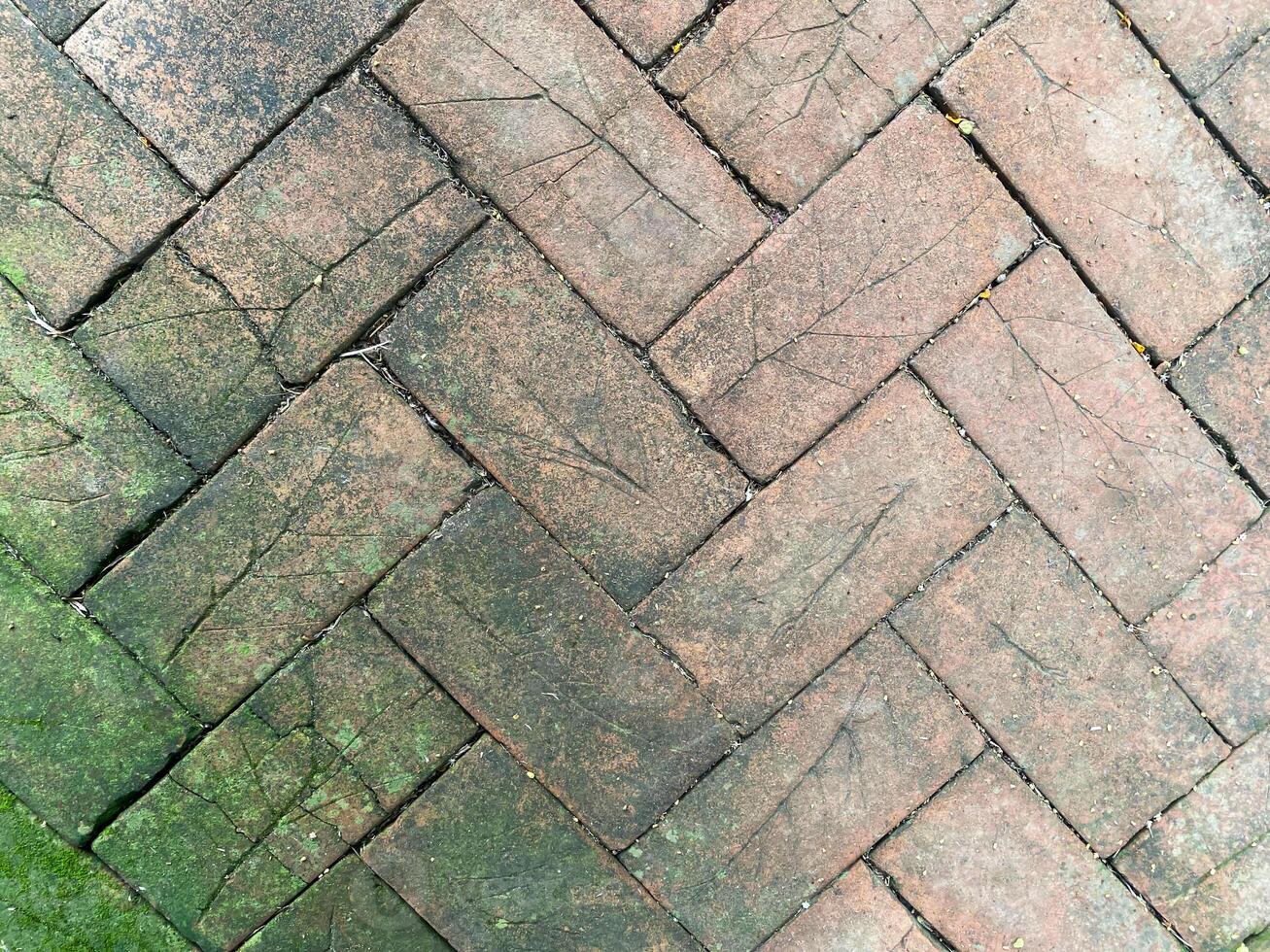 A brick walkway with green moss on it photo