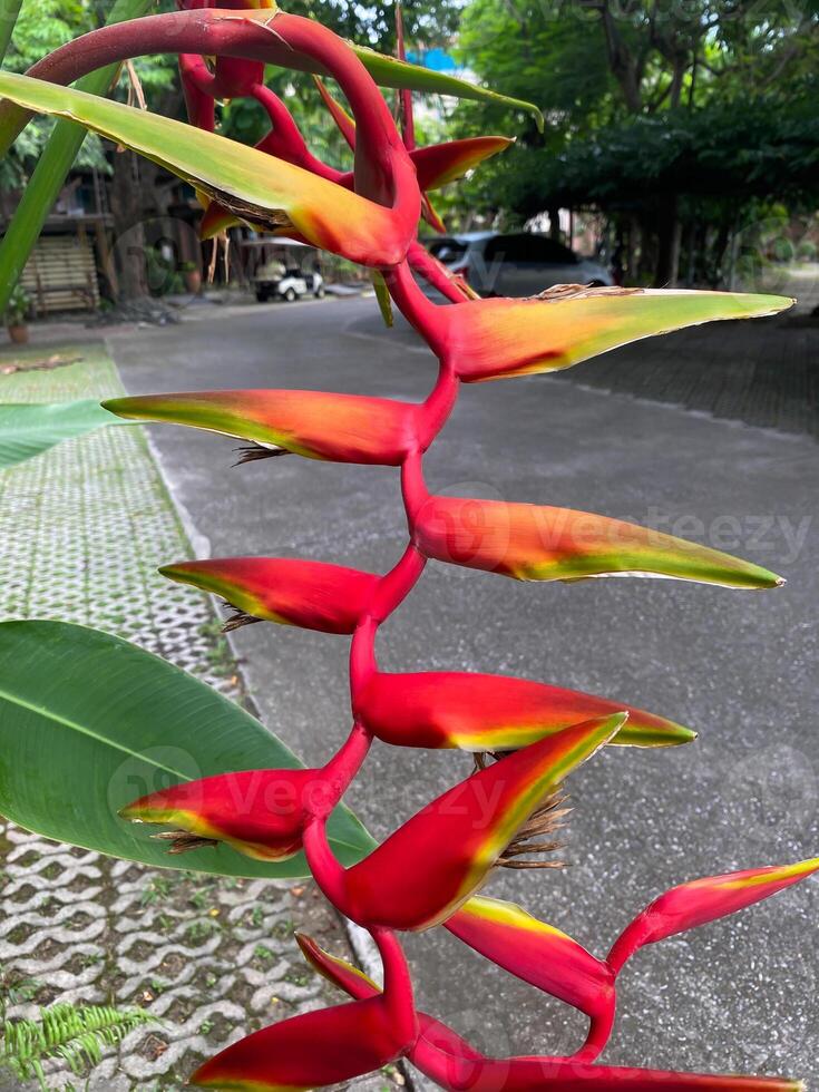 A red and yellow flower photo