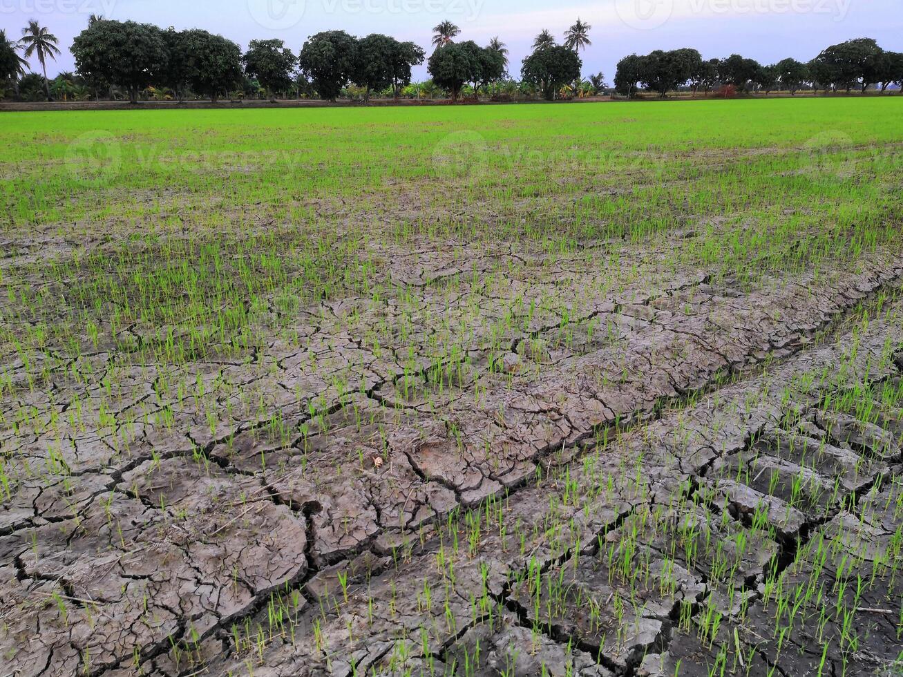 A field with cracked earth and grass photo