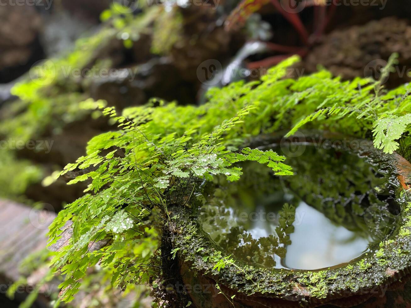 A water fountain with a plant in it photo