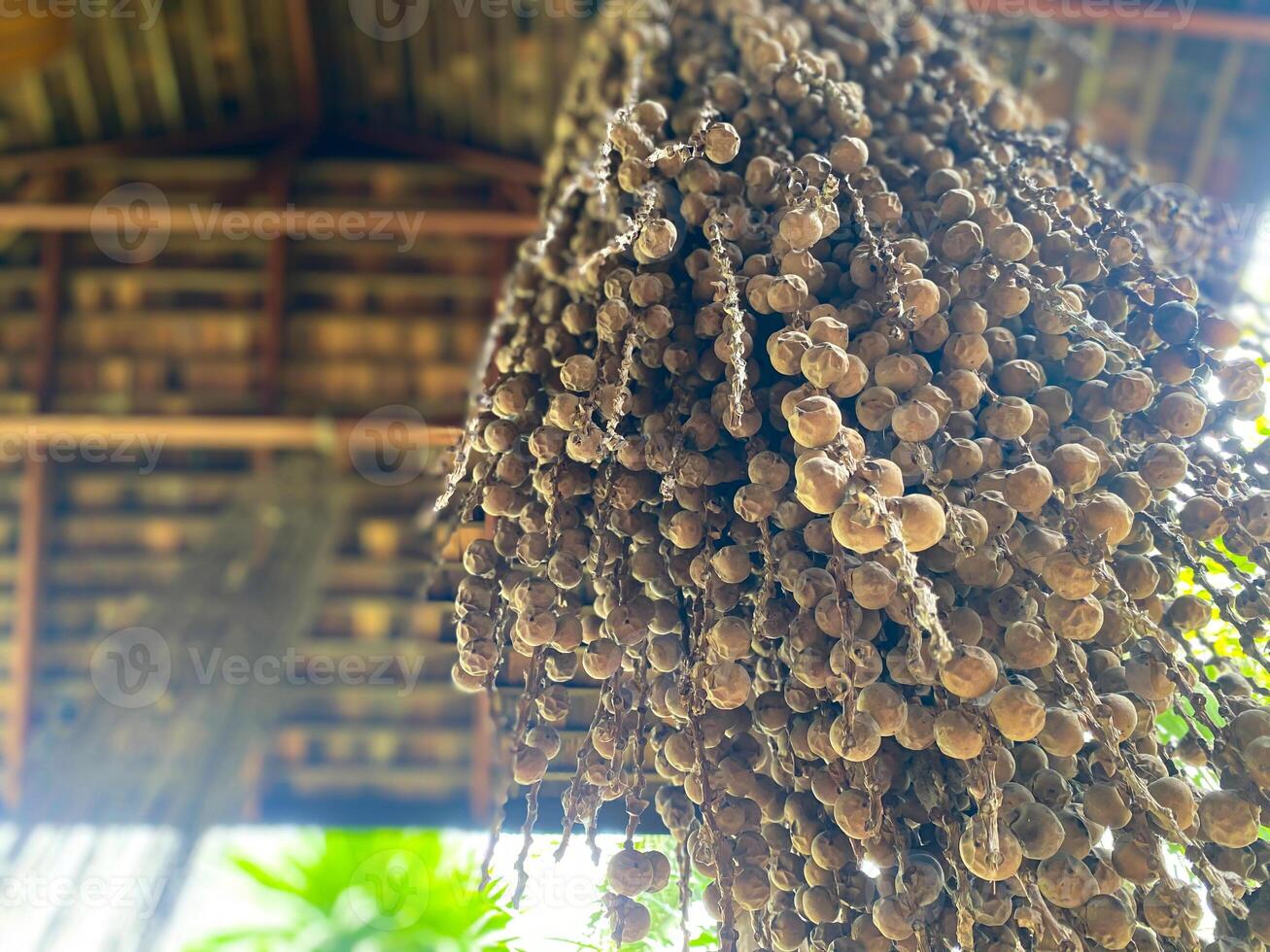 A bunch of dried fruit hanging from a tree photo