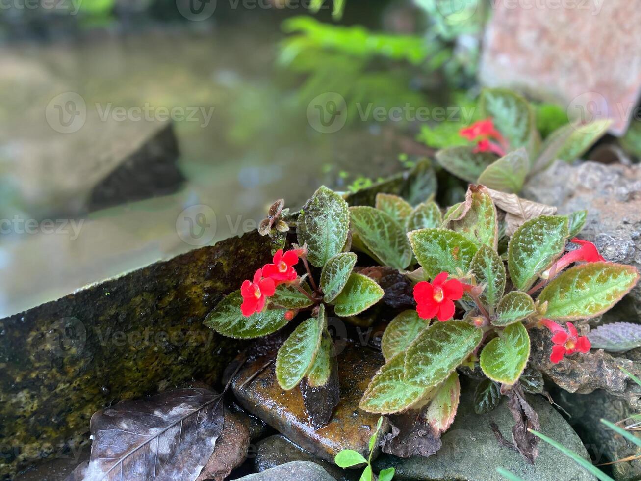 Red flowers growing on rocks near a pond photo