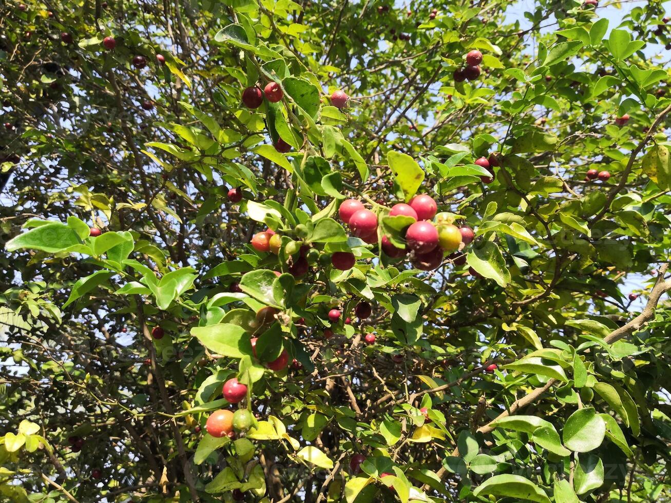 A tree with many fruits on it photo
