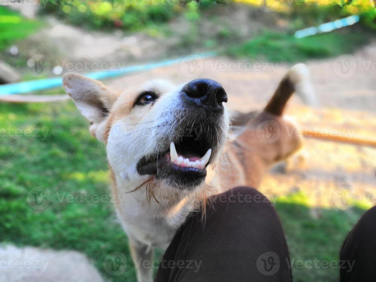 A dog with its mouth open and its tongue out photo