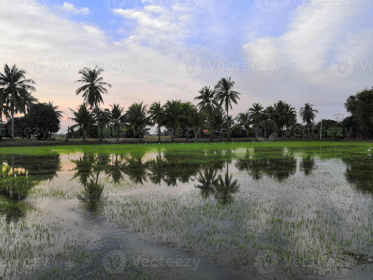 A rice field with palm trees and water photo