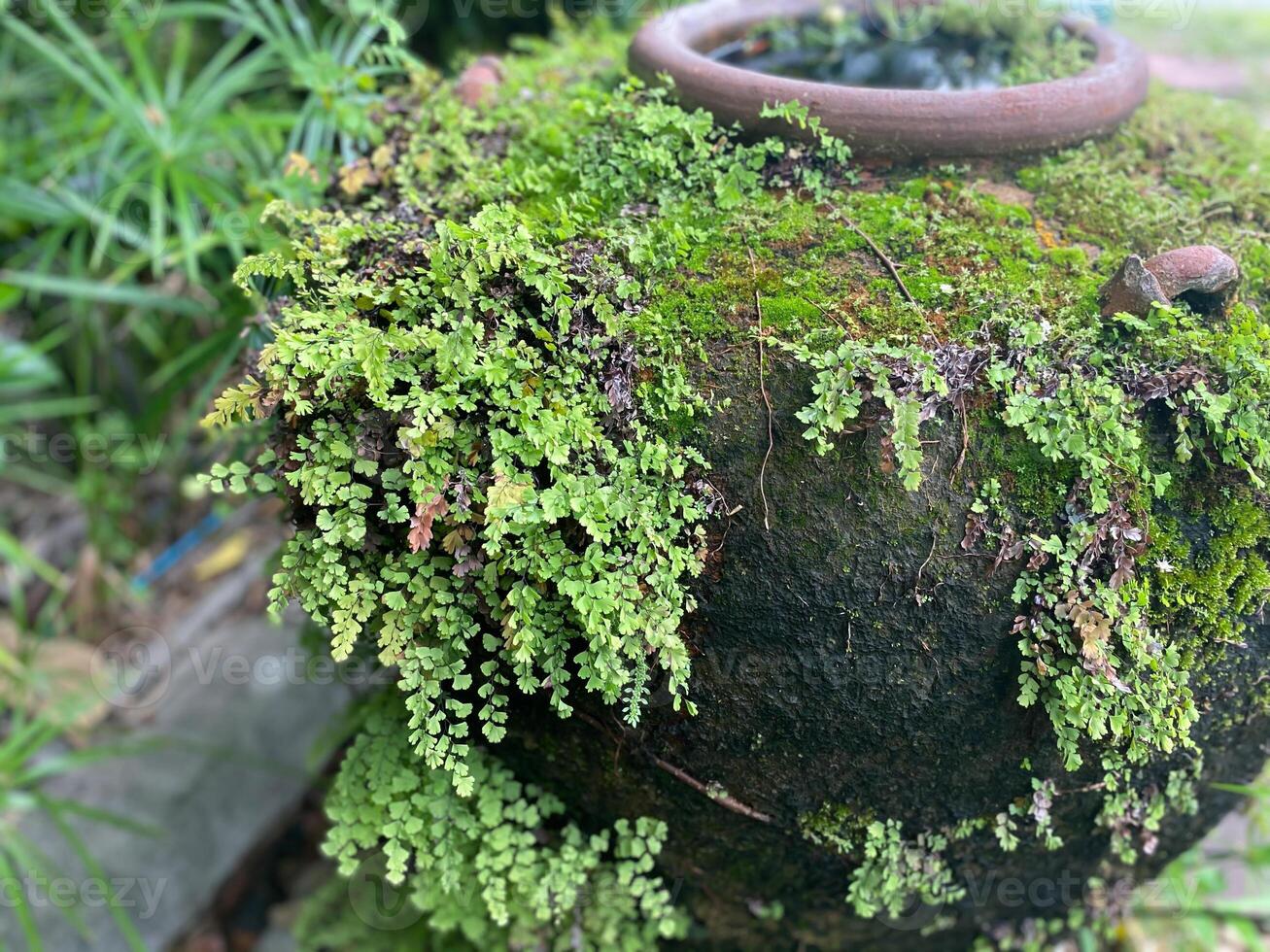 A moss covered pot sitting on a stone photo