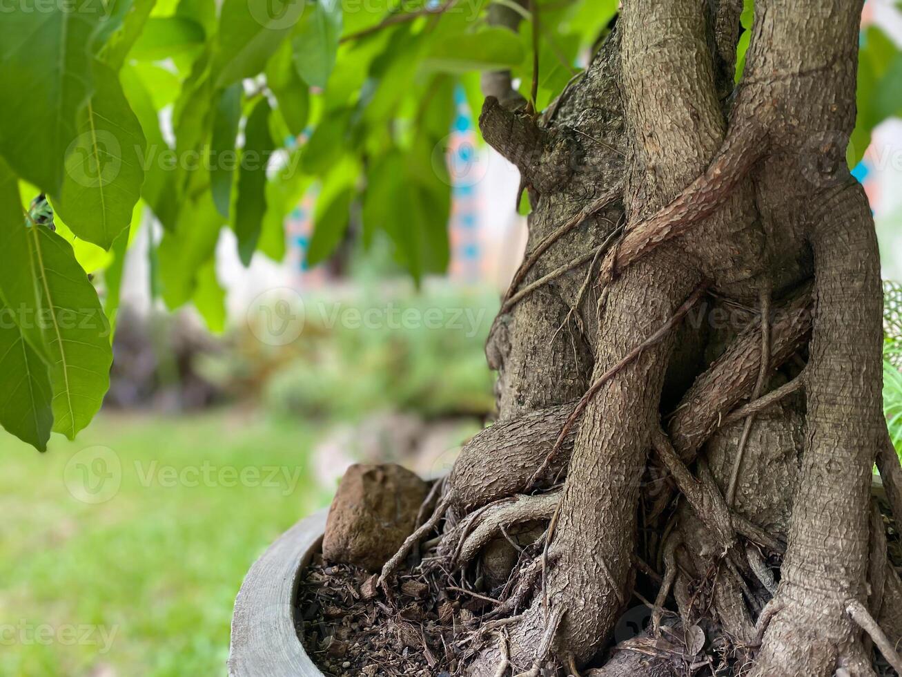 A tree with roots growing out of it in a pot photo