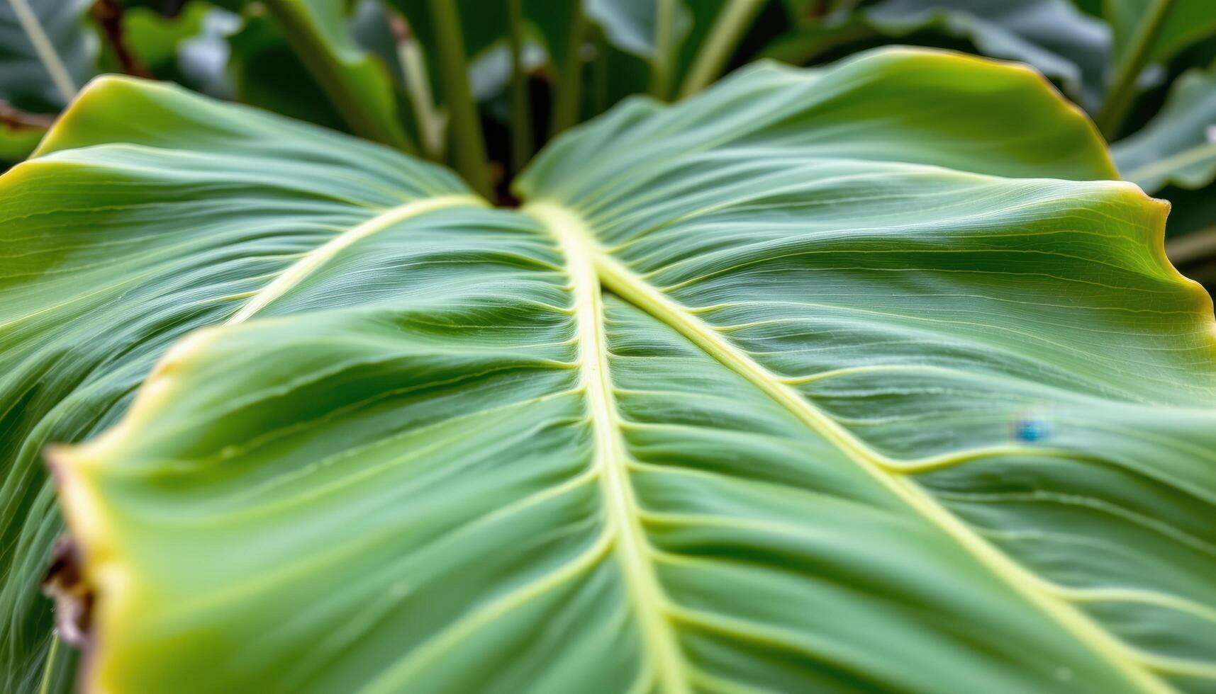 close up view of banana plant leaves gently curving with visible central veins. photo
