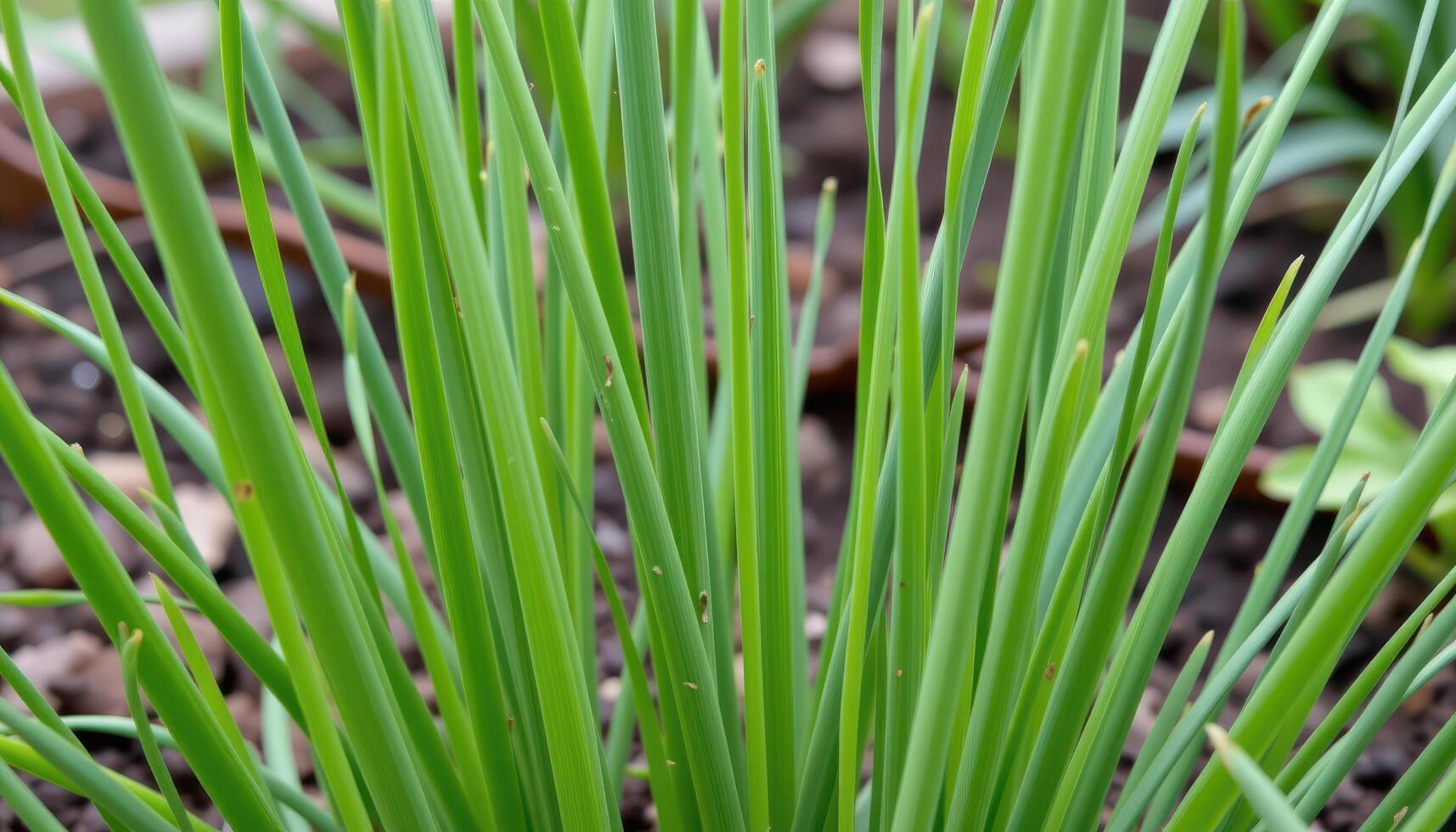 close up view of chive leaves standing straight and tall like green straws in a kitchen garden. photo
