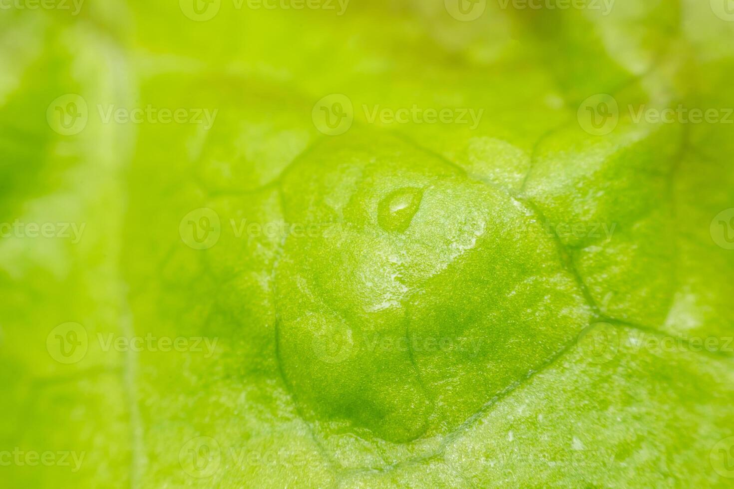 A close up of a green leaf with water droplets photo