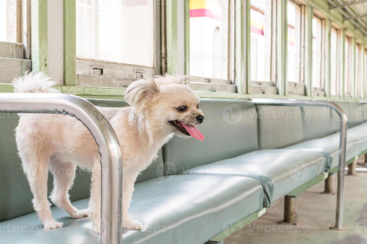 A small dog standing on a bench in a train photo