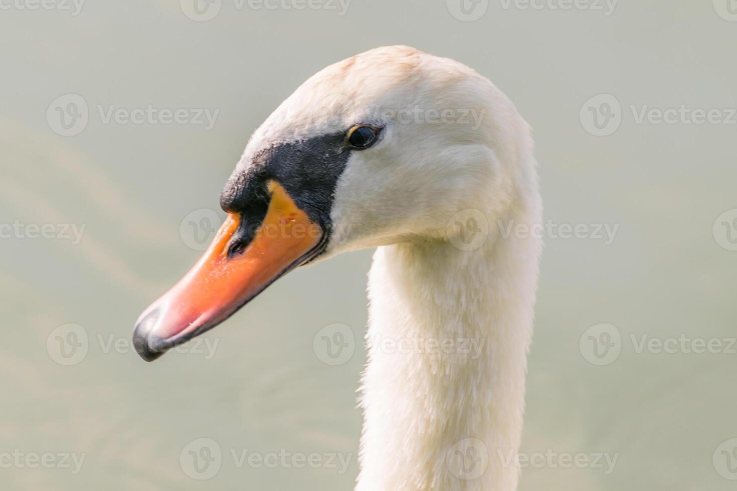 A white swan with an orange beak photo