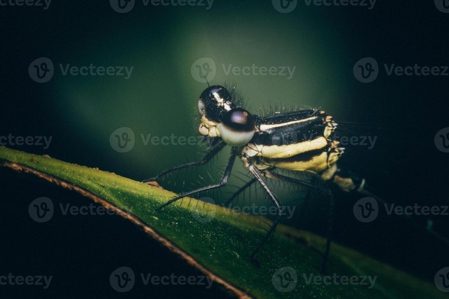 A dragonfly is perched on a leaf photo