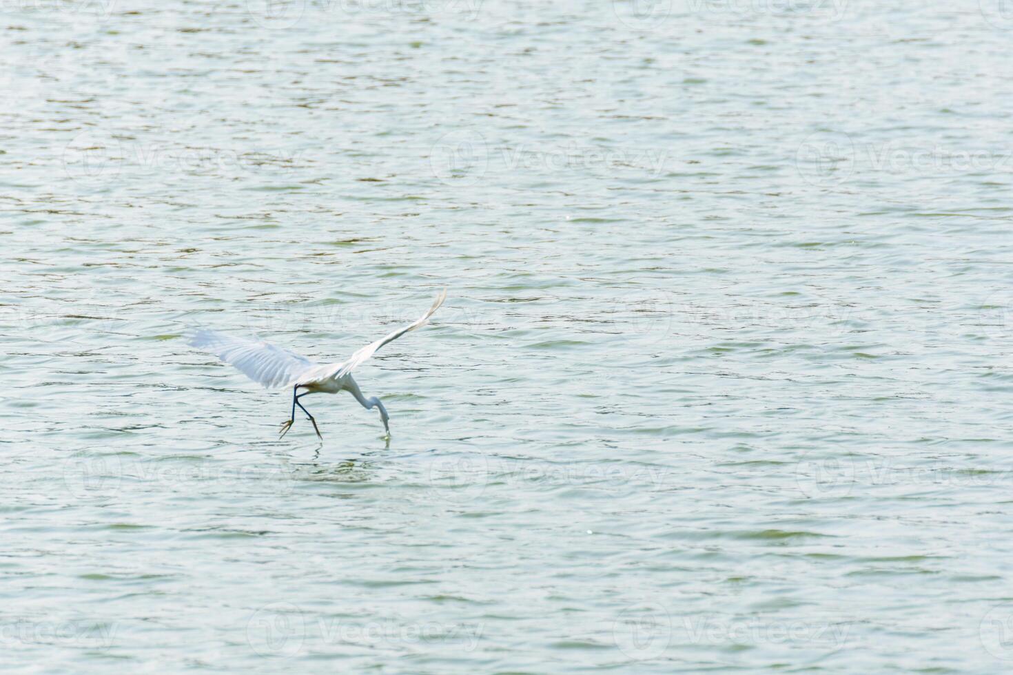 A bird flying over water with a fish in its beak photo