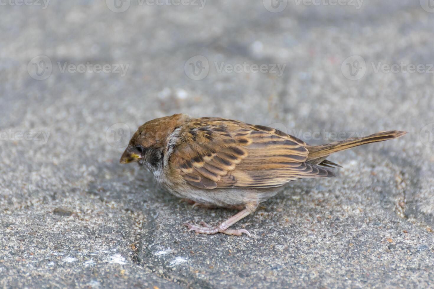 A small bird is standing on the ground photo