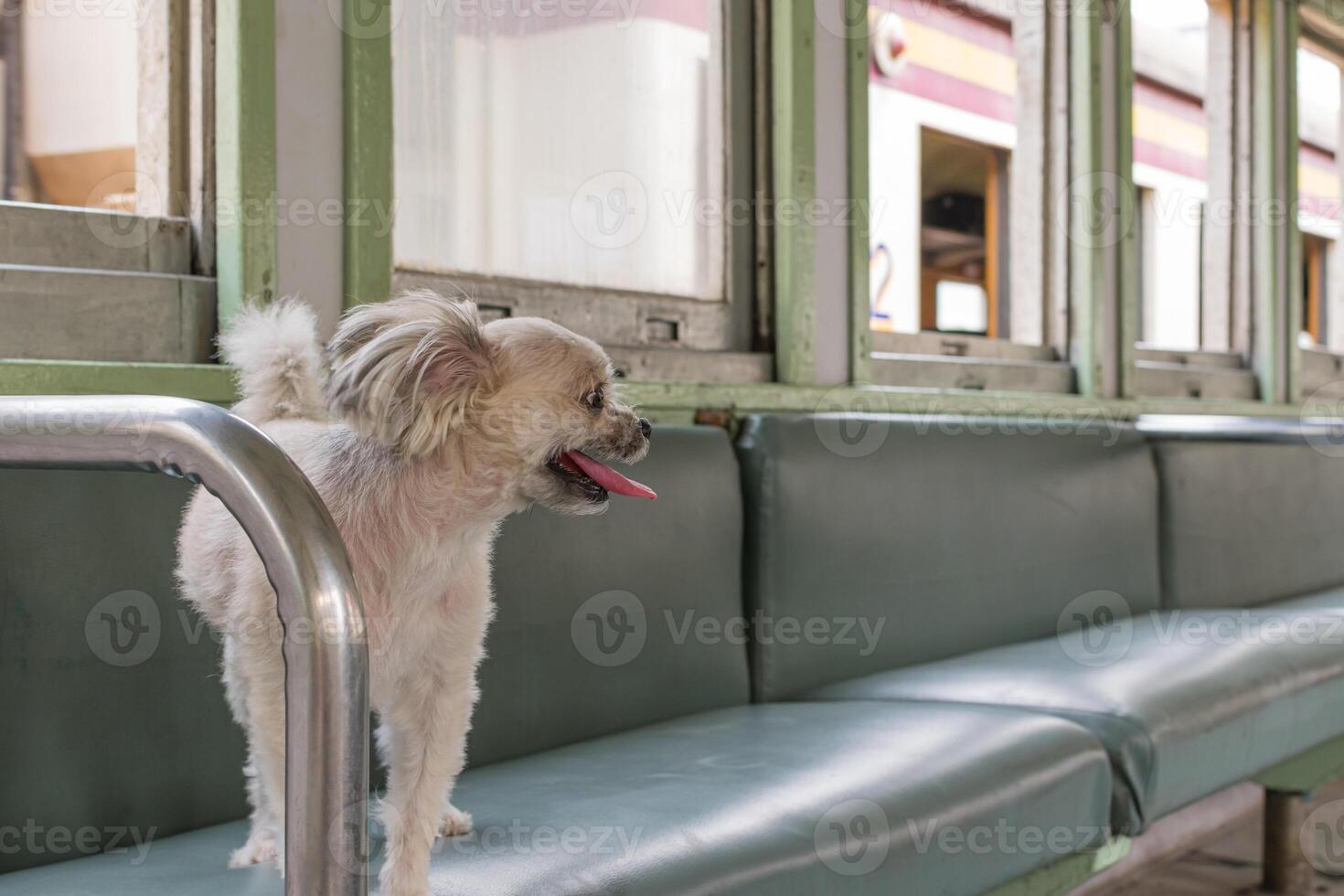 A dog sitting on a bench photo