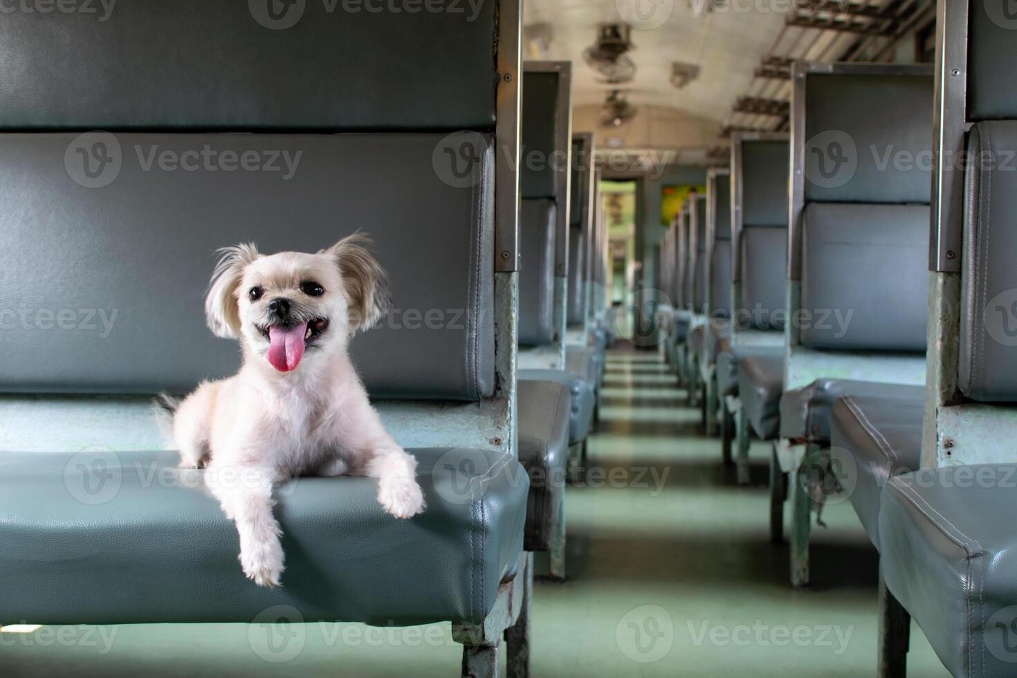 A dog sitting on a seat in a train photo