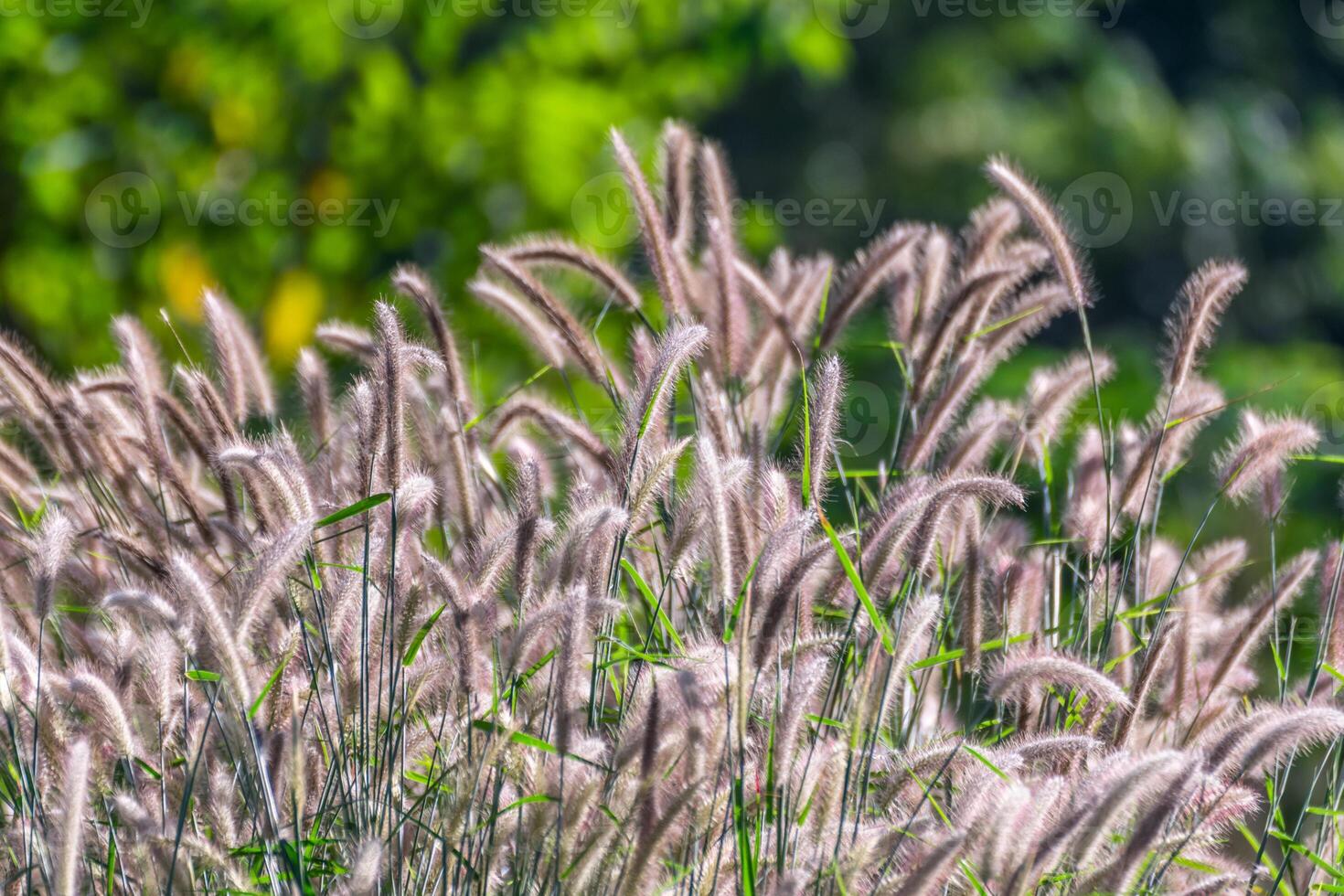 A close up of some tall grasses photo
