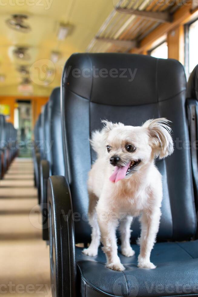 A dog sitting on a chair photo