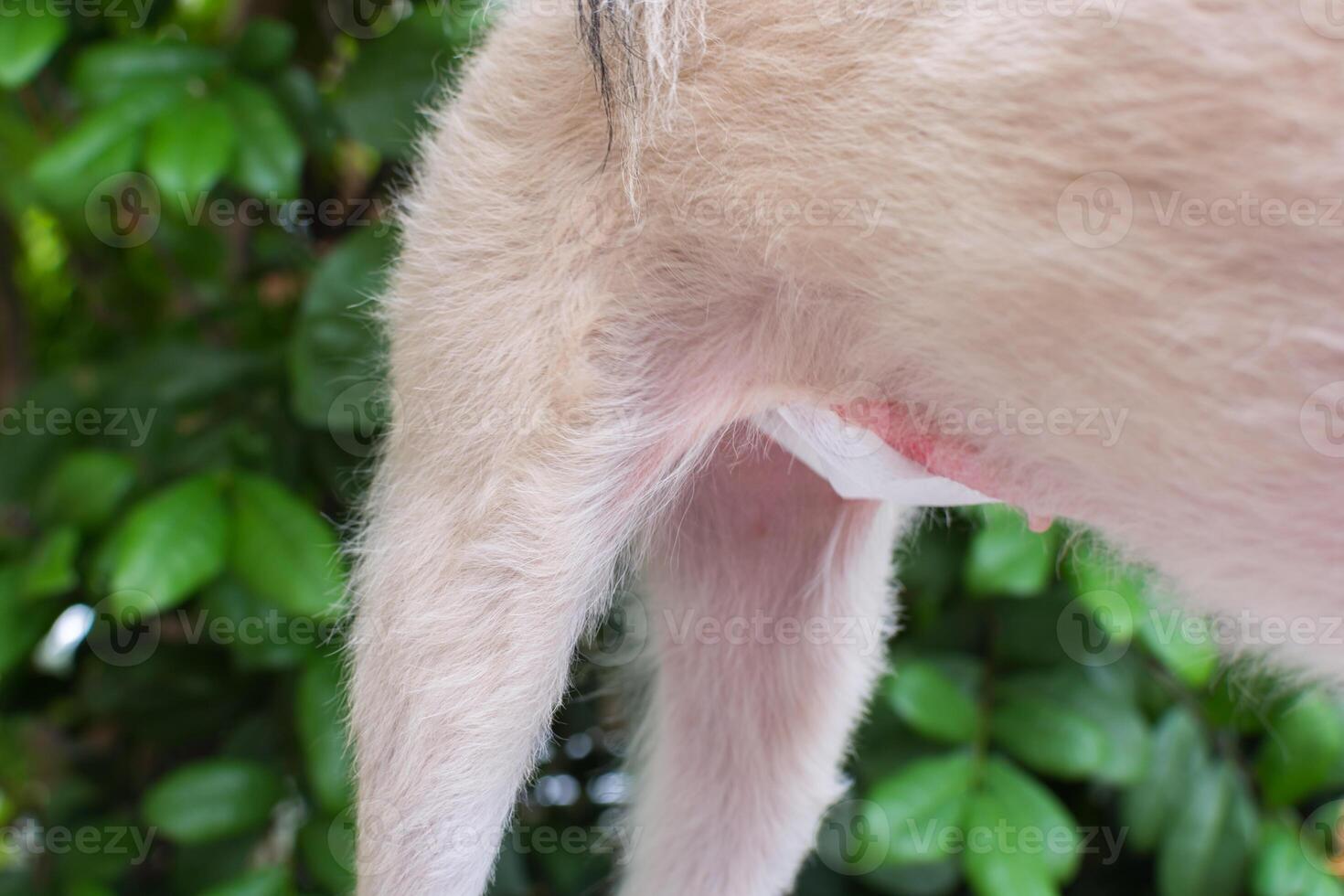 A dog with a white collar standing on a wooden table photo