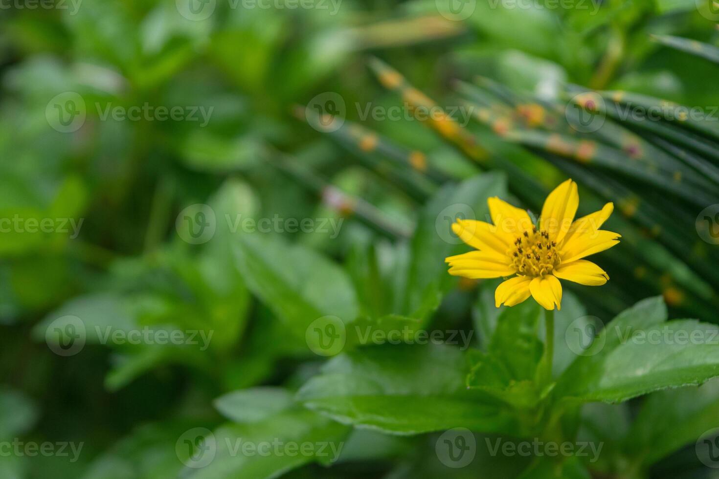 A yellow flower is in the middle of a green field photo