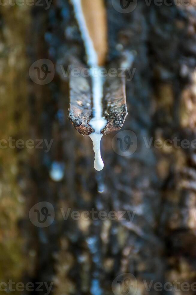 A water dripping from a tree trunk photo
