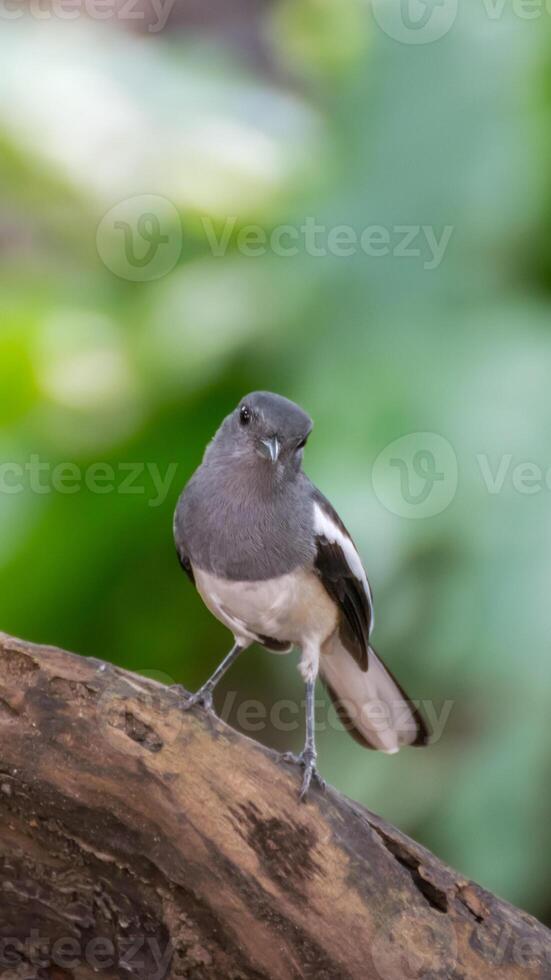A gray and white bird is standing on a branch photo