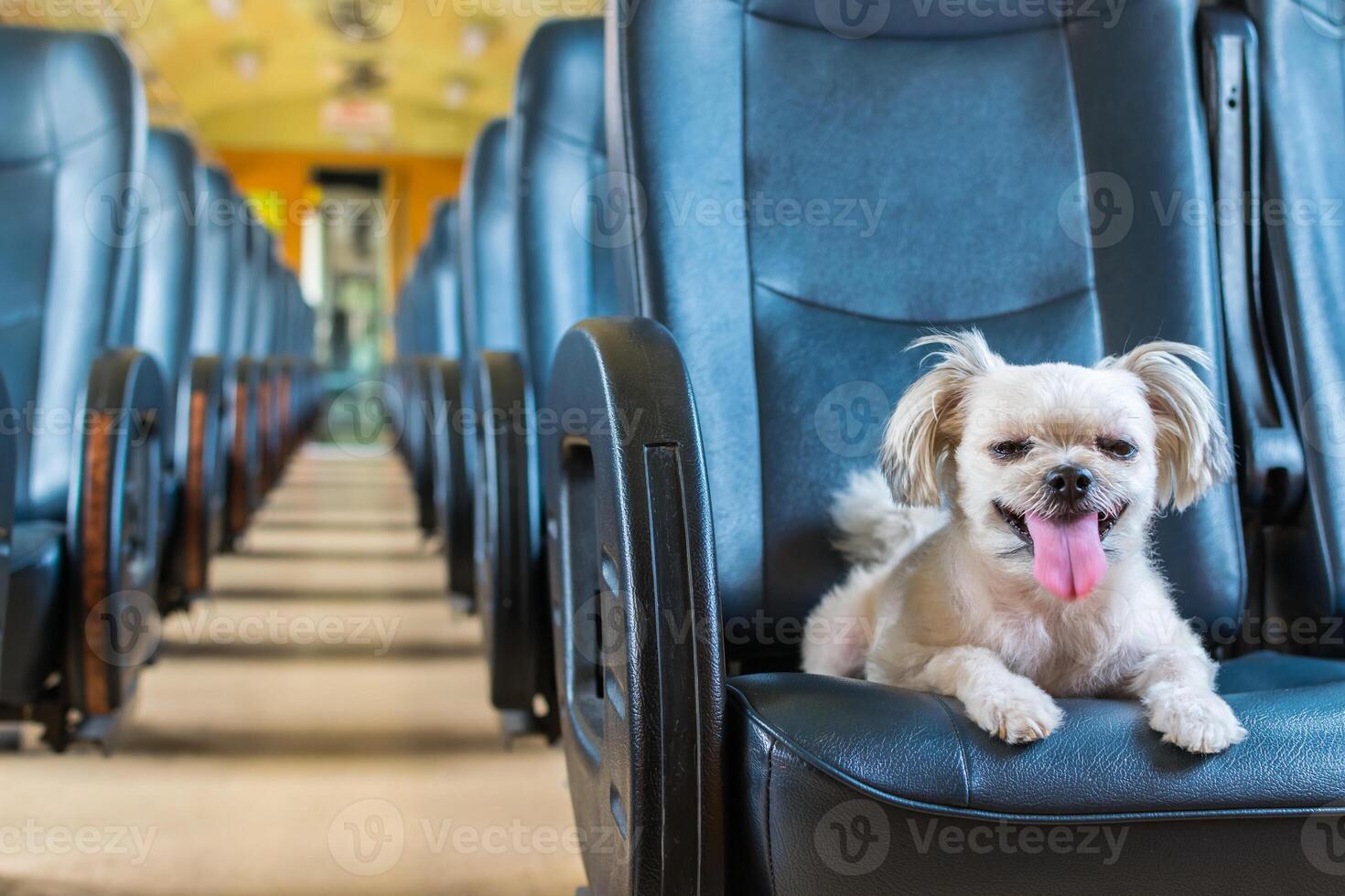 A small white dog sitting on a seat in a train photo