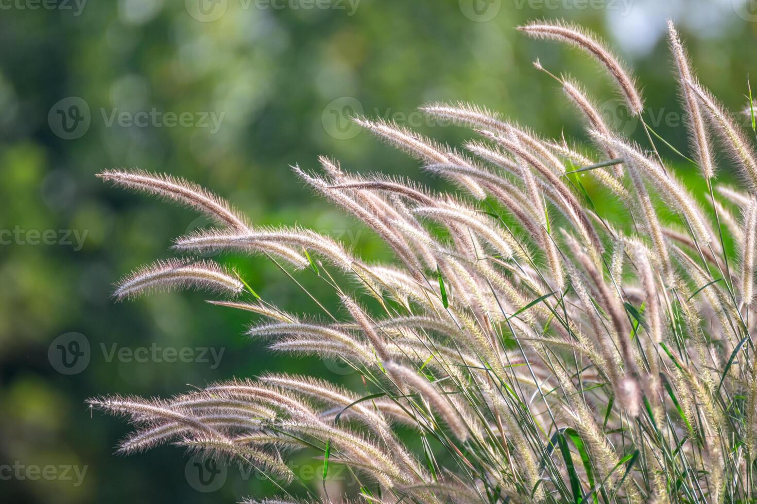 A close up of some tall grass with green trees in the background photo
