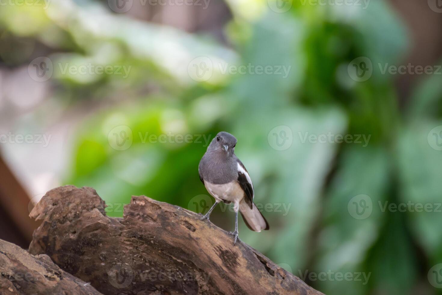 A small bird is standing on a tree branch photo