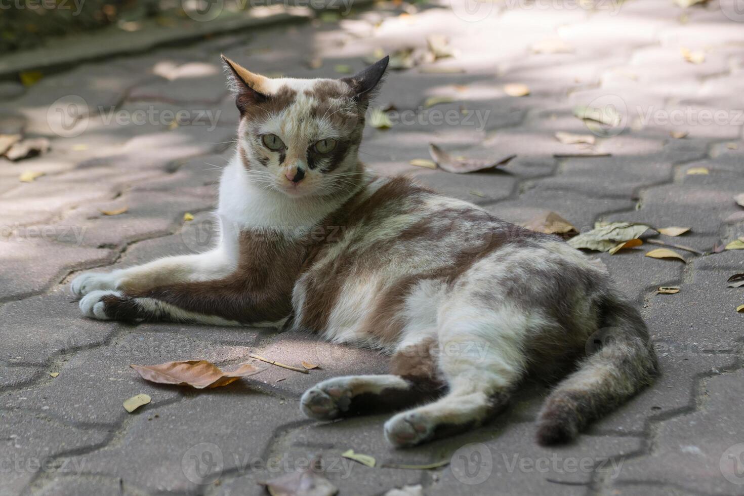 A cat laying on a brick sidewalk photo