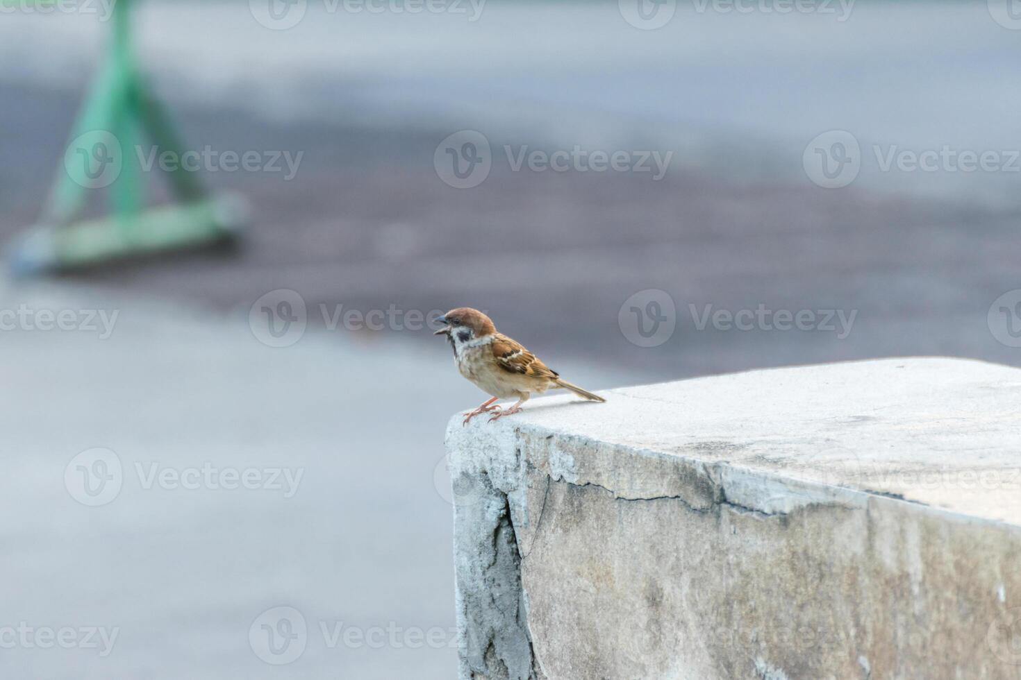 A small bird is sitting on a cement ledge photo