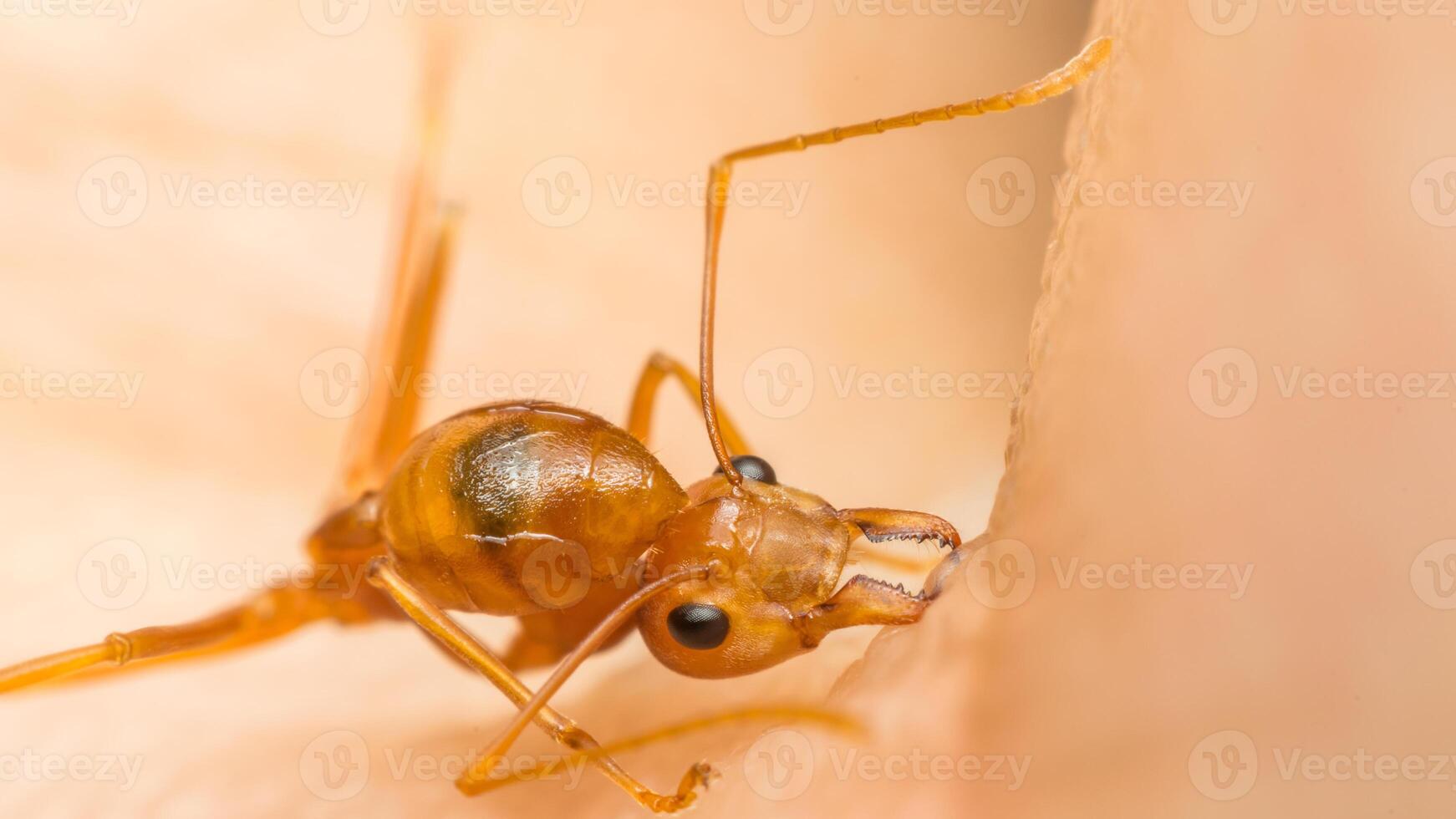 An ant is crawling on a person's hand photo
