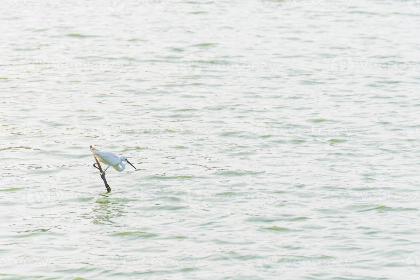 A bird is flying over the water photo