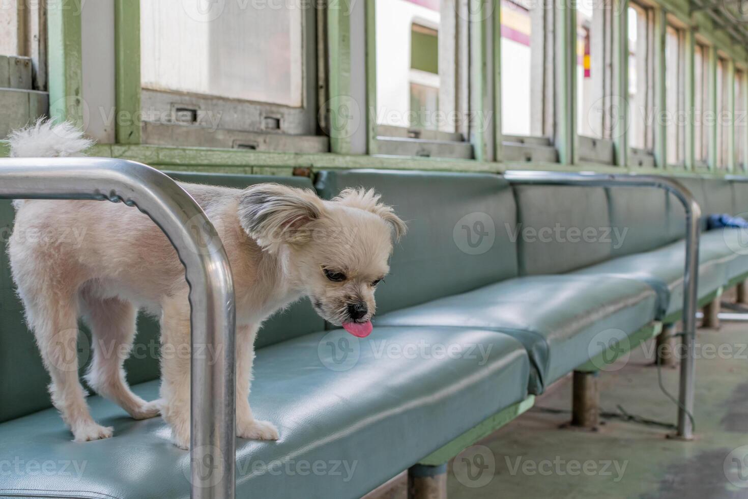 A dog is standing on a bench photo