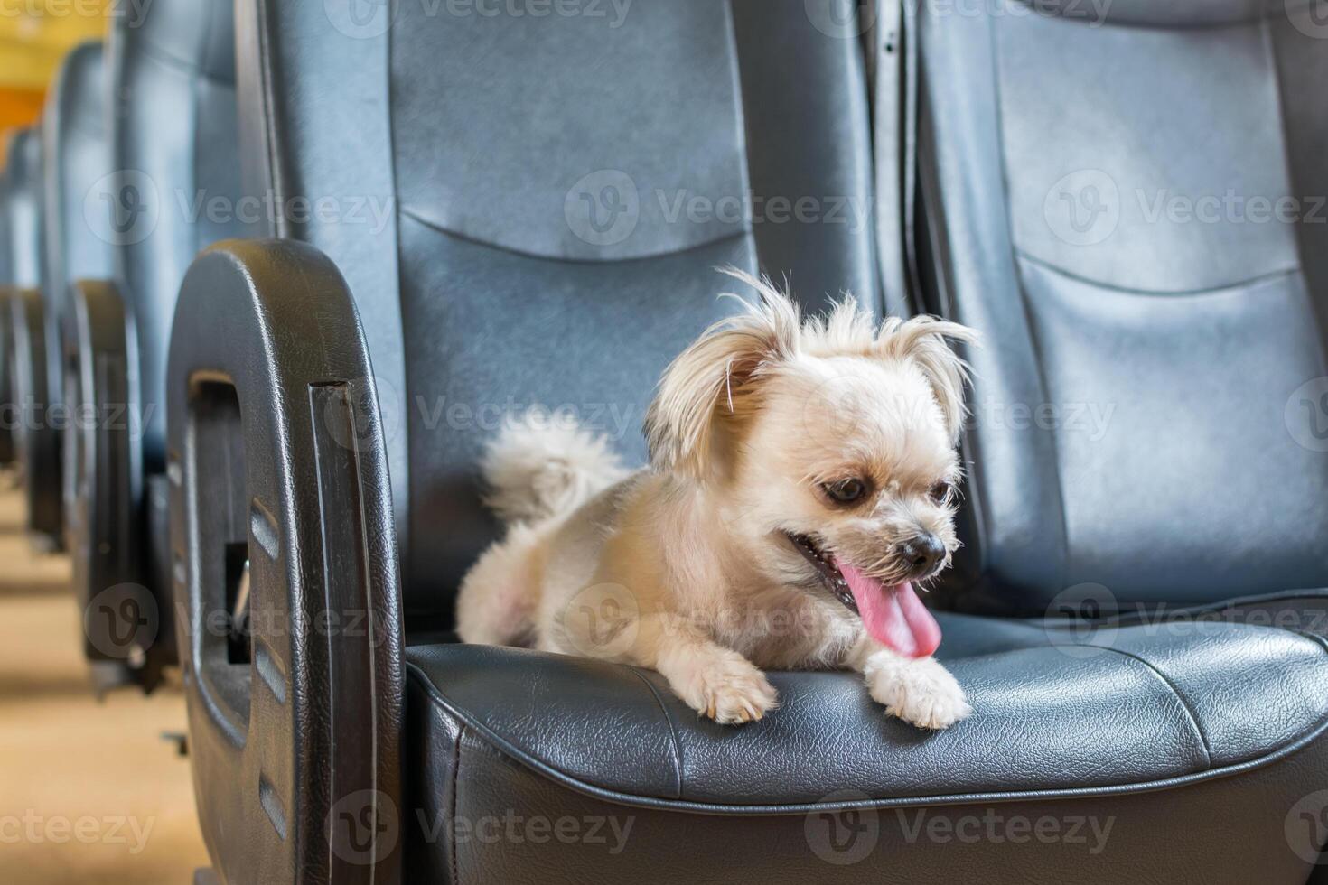 A small dog sitting on a seat in an airplane photo