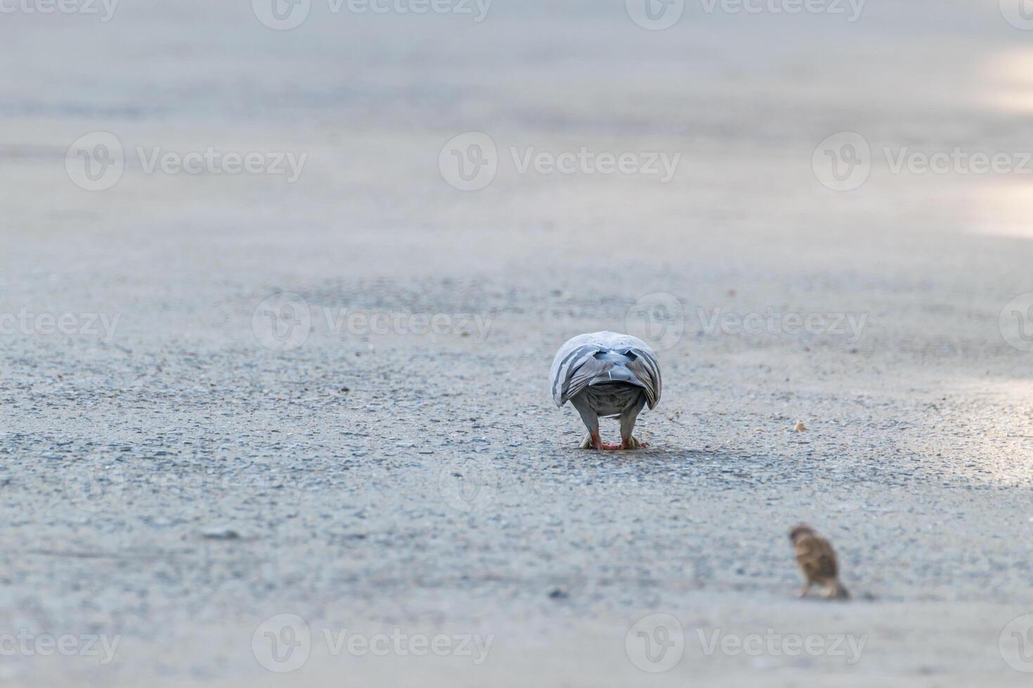 A bird and a small rodent on a paved road photo