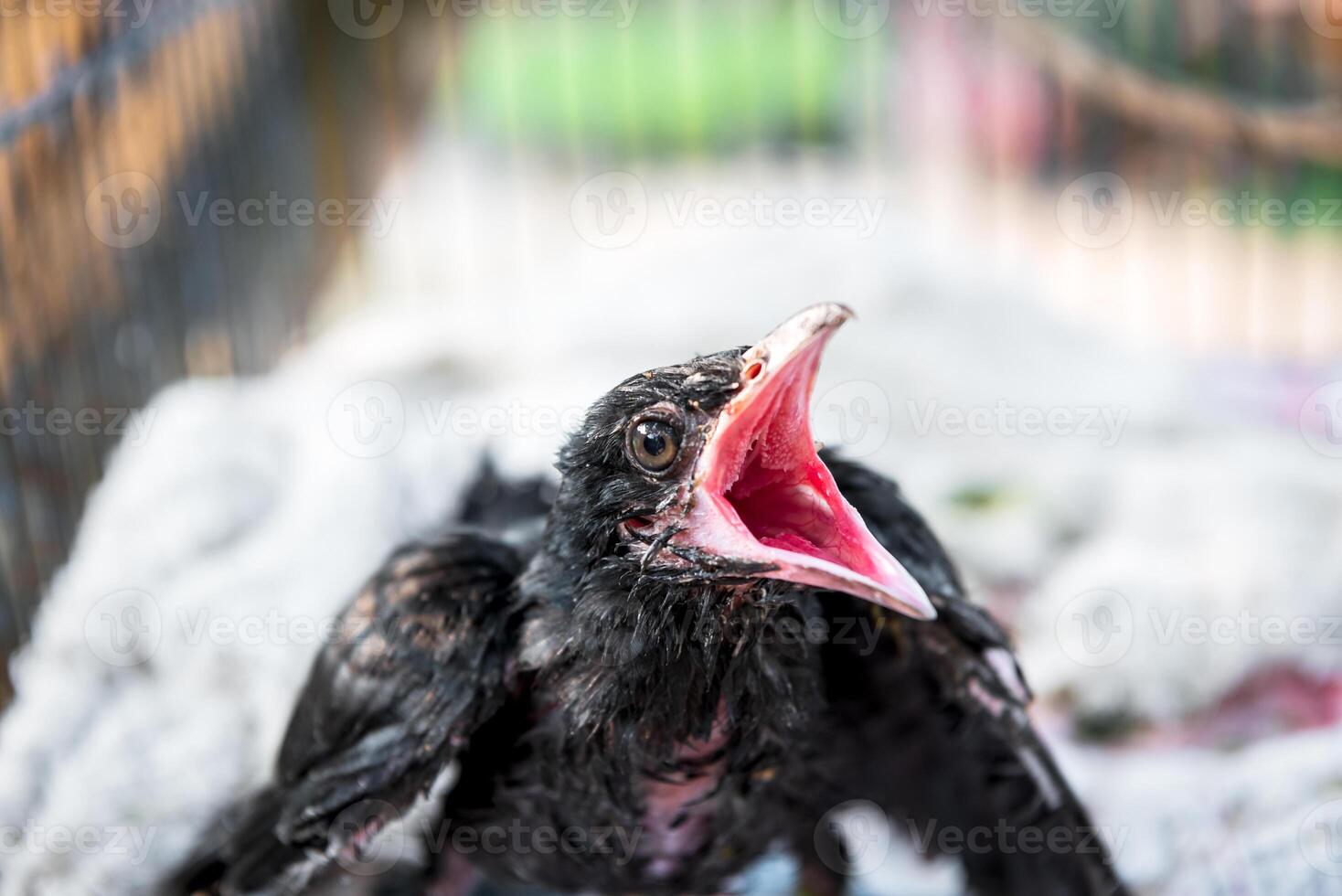 A bird with its mouth open in a cage photo